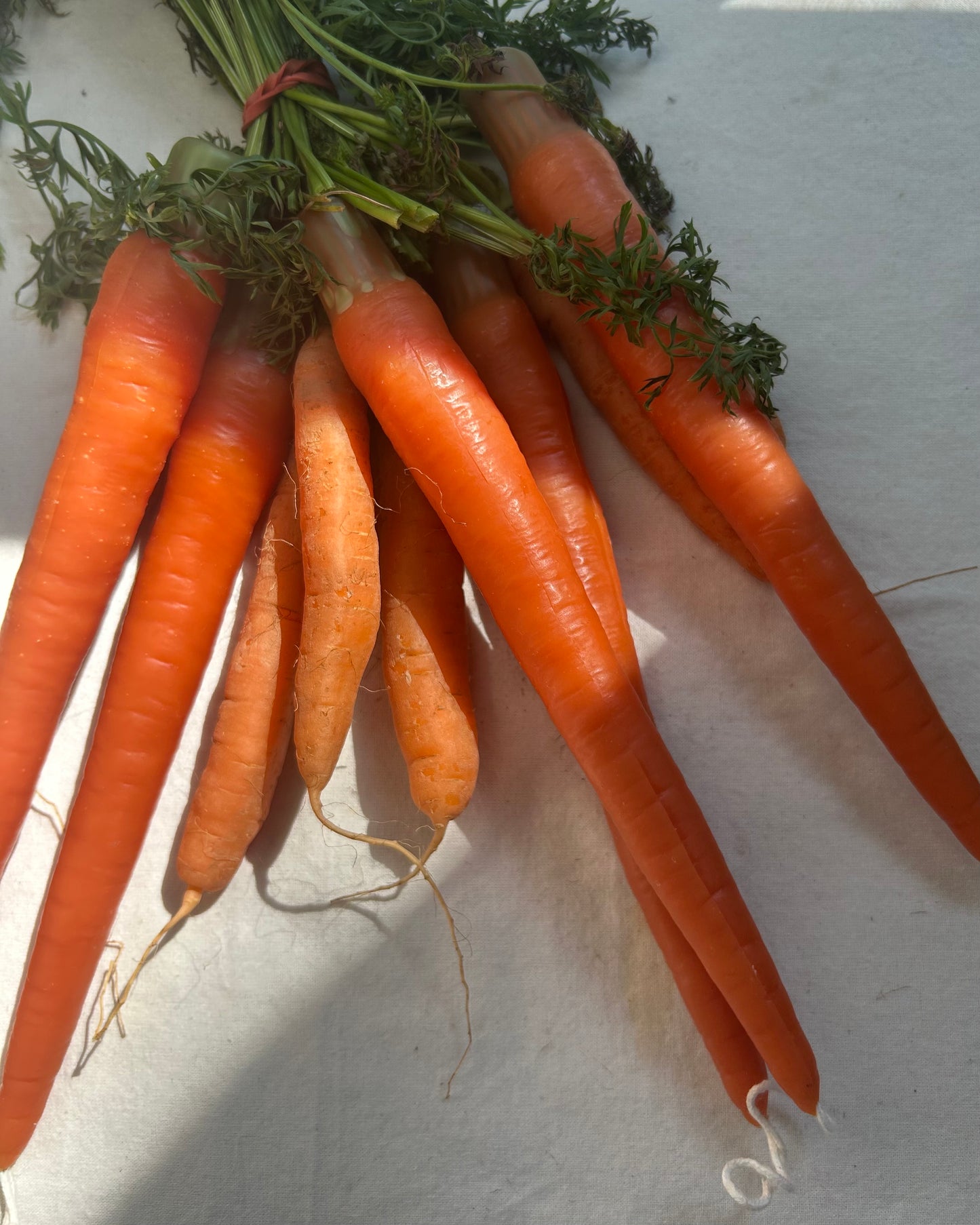 Carrot Beeswax Tapers - Pair of 2 // Tapers, Carrots, Orange Candles, Food Candles, Beeswax, Candle