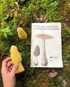Spotted Mushroom Candle, Yellow Beeswax - ONE candle // Woodland, Mushroom, Beeswax, Candle